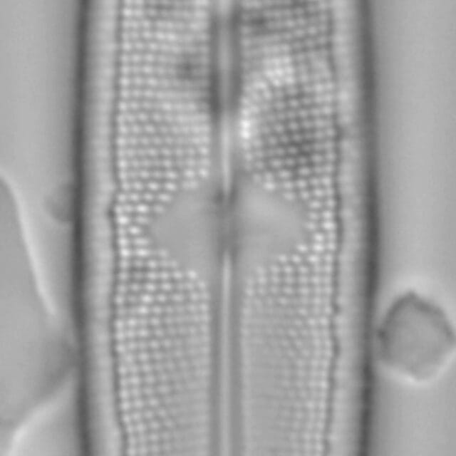 Neidium sp2 5 LA 02 a