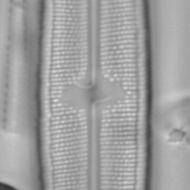 Neidium sp2 6 LA 02 a