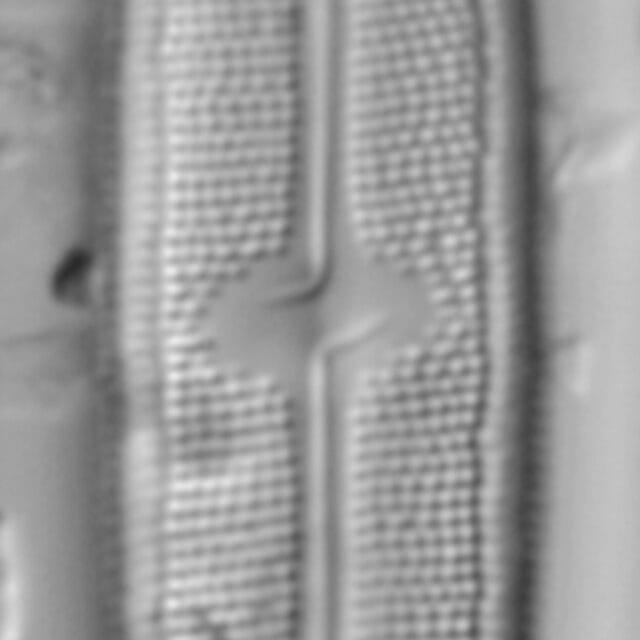 Neidium sp2 7 LA 31 1