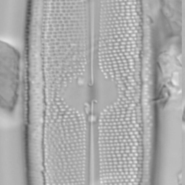 Neidium spuh LA BP a 1