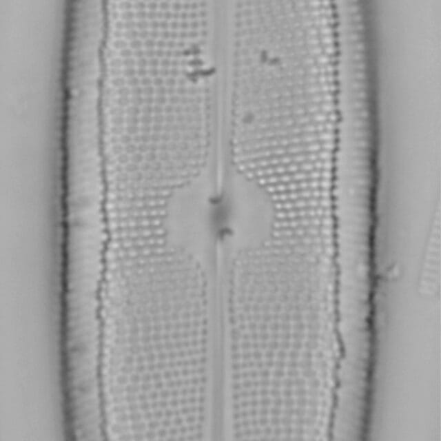Neidium spuh LA BP a 3