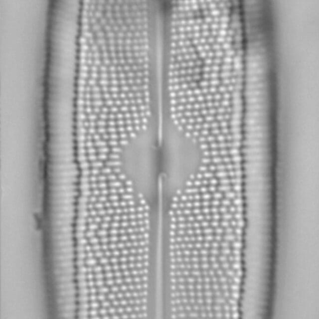 Neidium spuh LA BP a 4