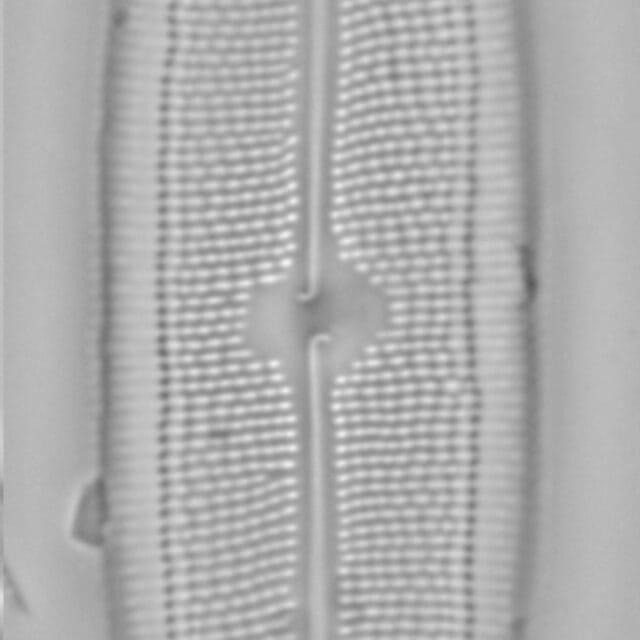 Neidium spuh LA BP a 6