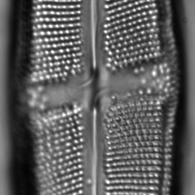 Neidium undulatum LM2