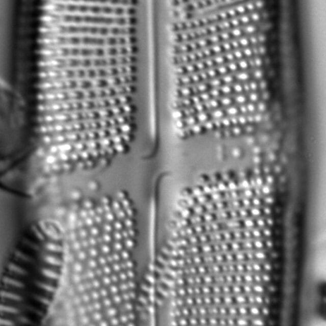 Neidium undulatum LM1