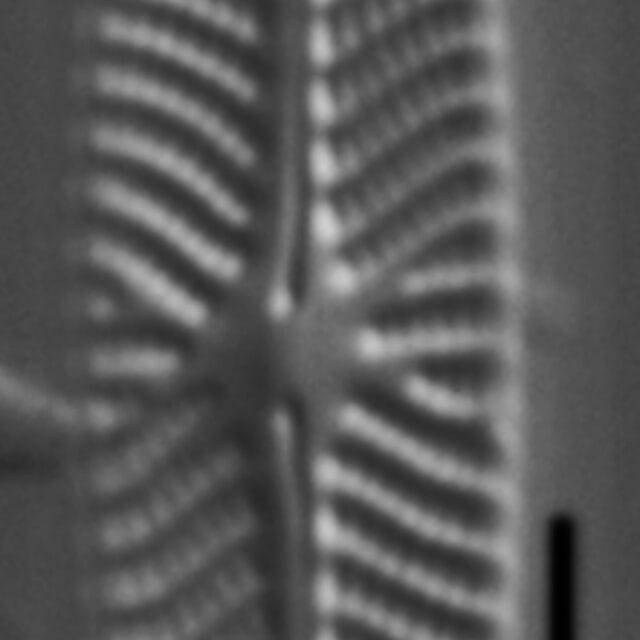 Navicula eileeniae LM5