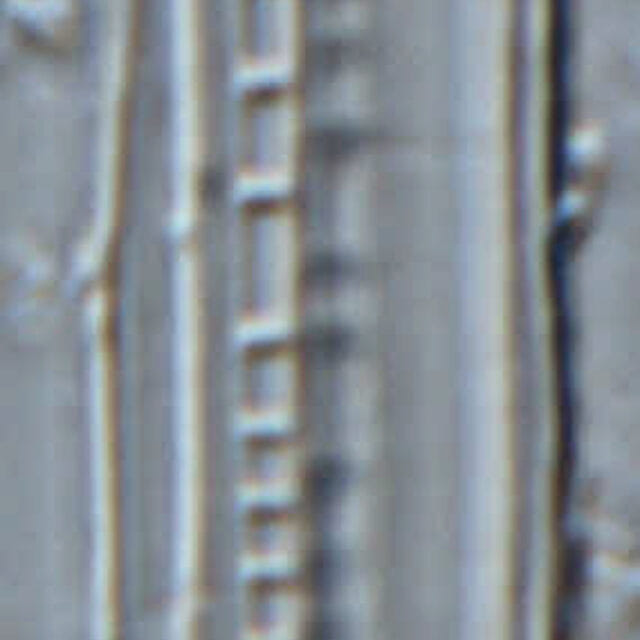 Nitzschia biacrula LM10