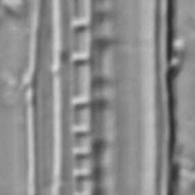 Nitzschia biacrula LM9