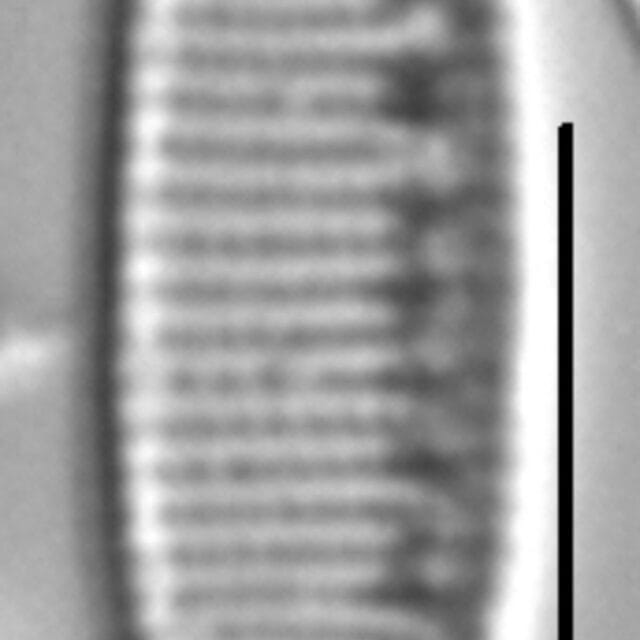 Nitzschia alpina LM5