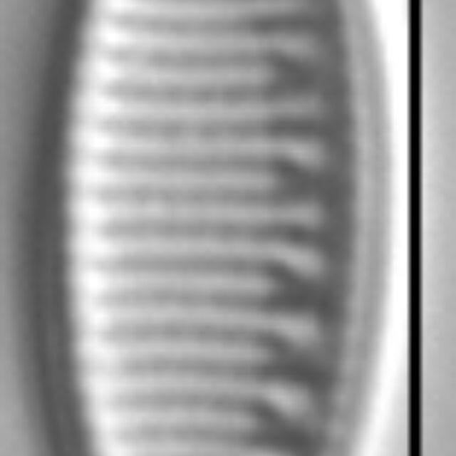 Nitzschia alpina LM2