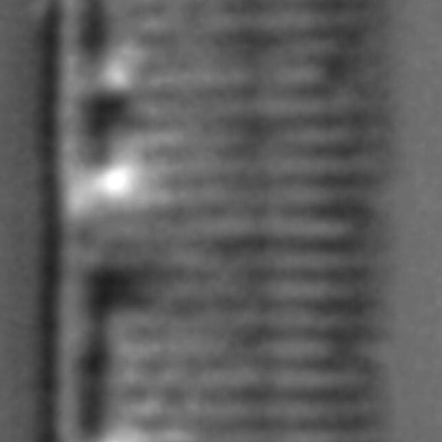 Nitzschia lacunicola LM1