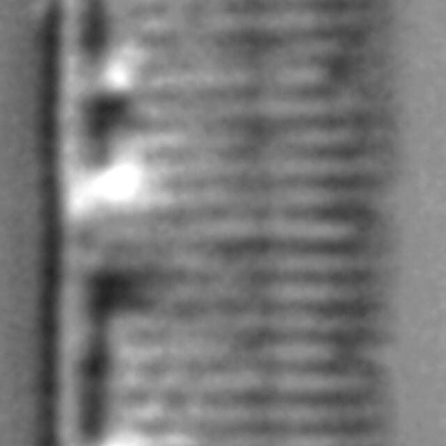 Nitzschia lacunicola LM1