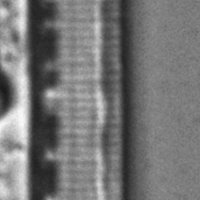 Nitzschia lacunicola LM2