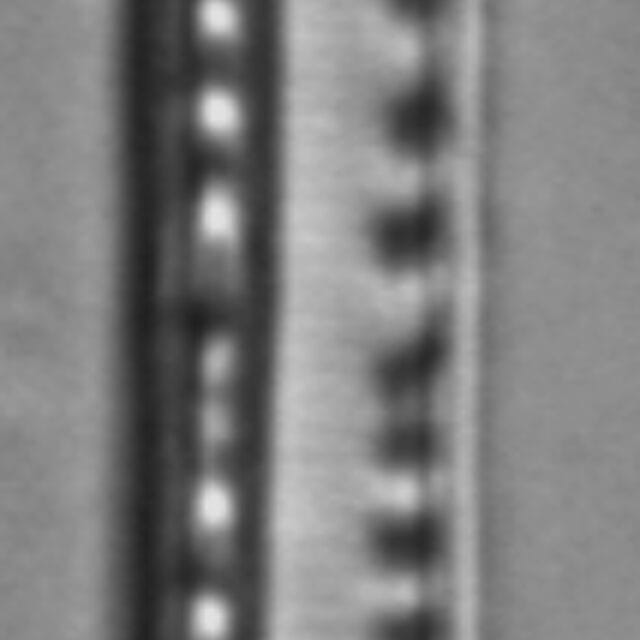 Nitzschia lacunicola LM3
