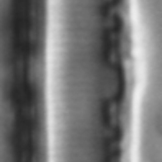 Nitzschia lacunicola LM5