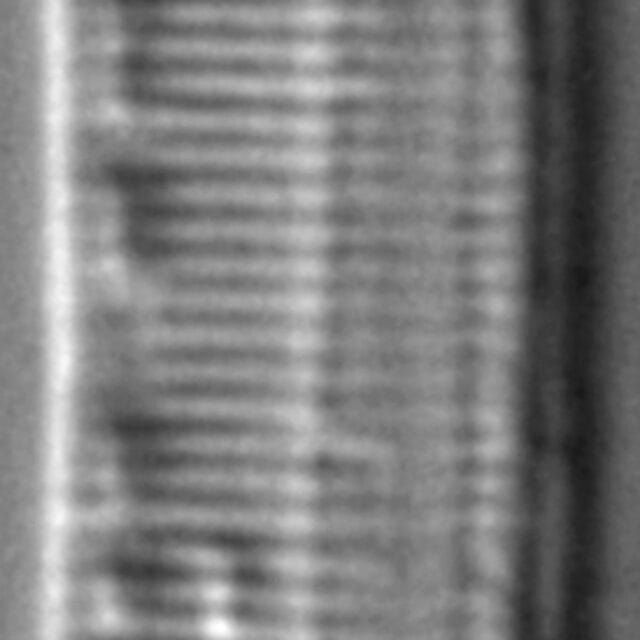 Nitzschia lacunicola LM7