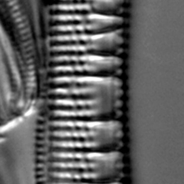 Nitzschia serpentiraphe LM5