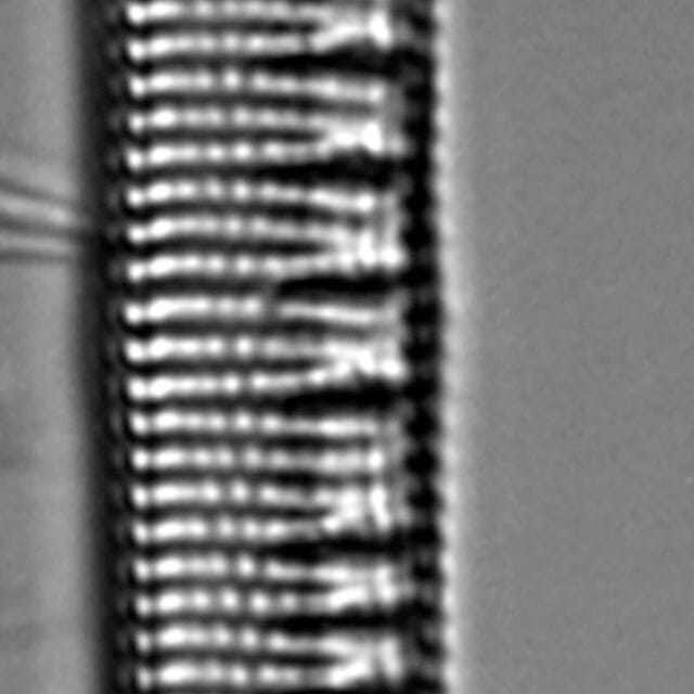 Nitzschia serpentiraphe LM4