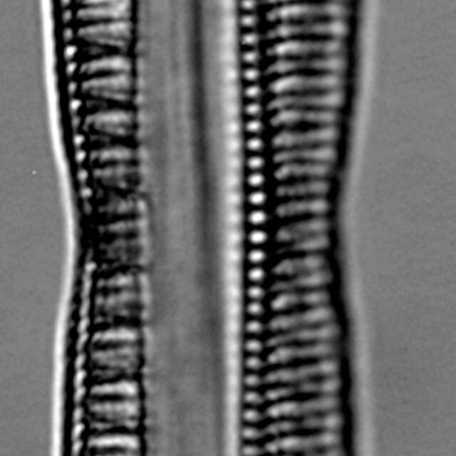Nitzschia serpentiraphe LM3