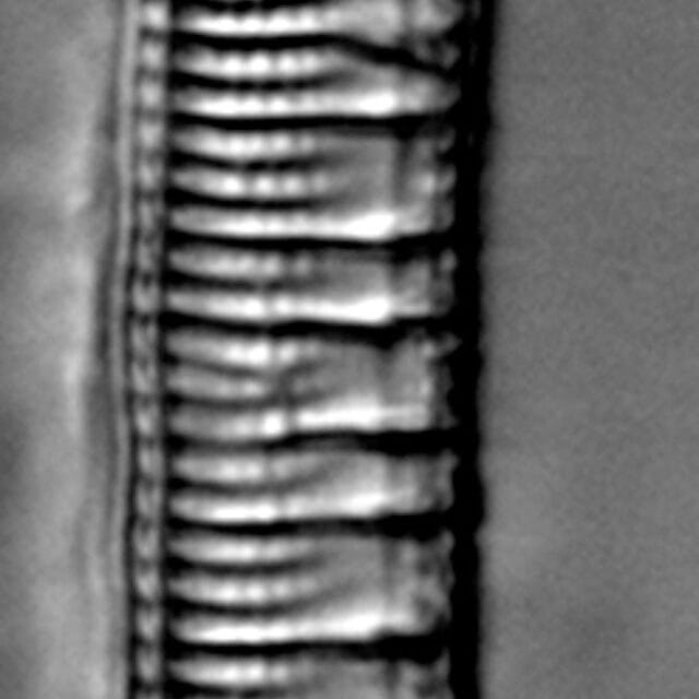 Nitzschia serpentiraphe LM1