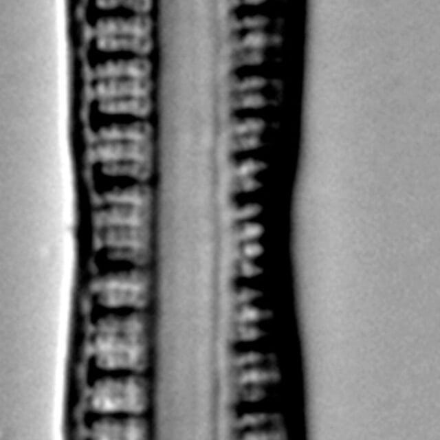 Nitzschia serpentiraphe LM2