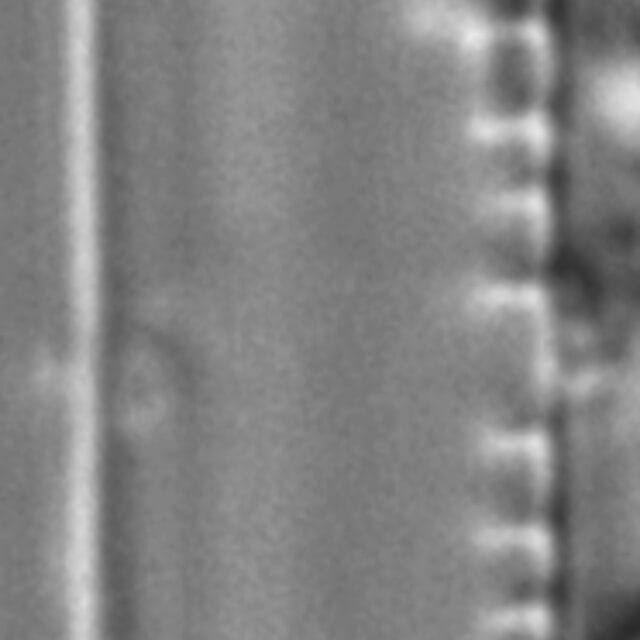 Nitzschia sublinearis LM1