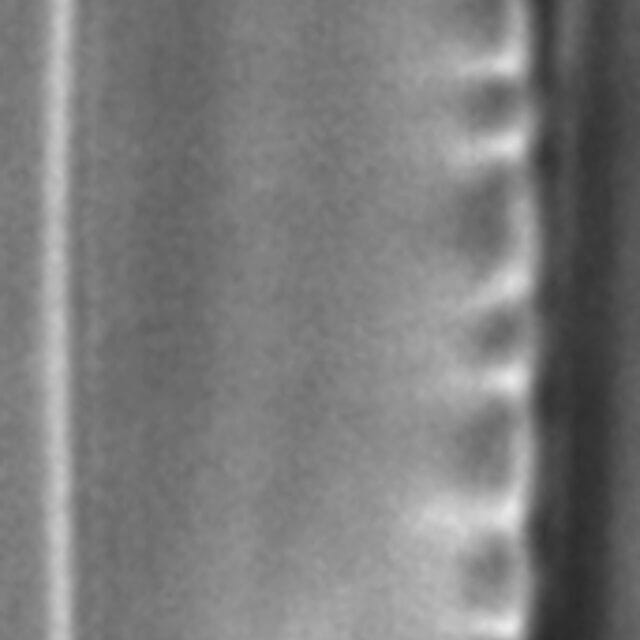 Nitzschia sublinearis LM2