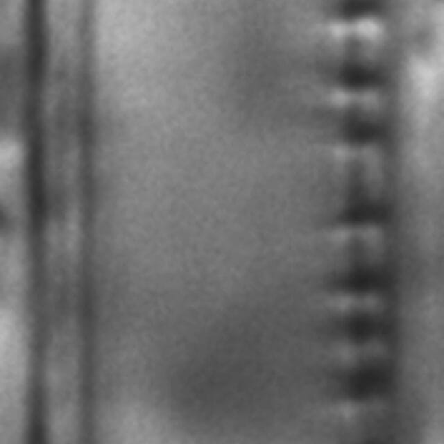 Nitzschia sublinearis LM3