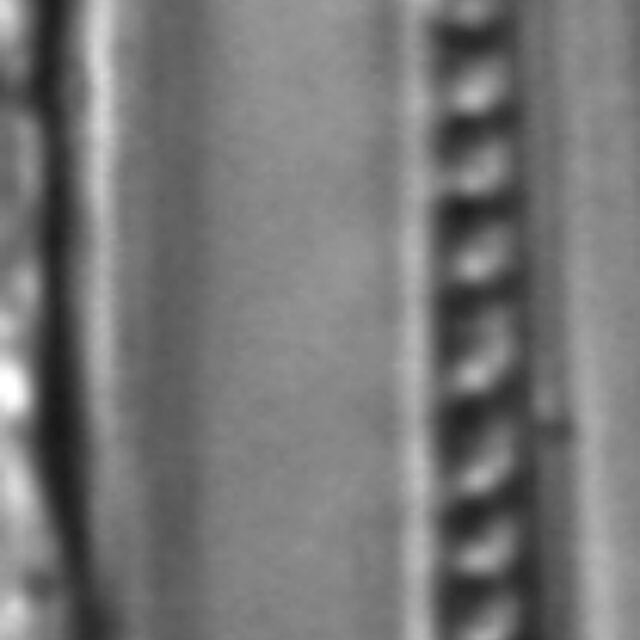 Nitzschia sublinearis LM4