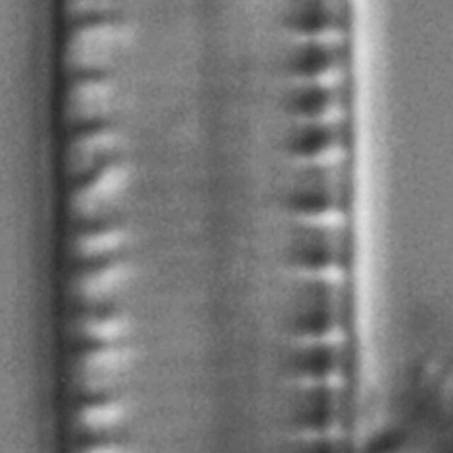 Nitzschia sublinearis LM5