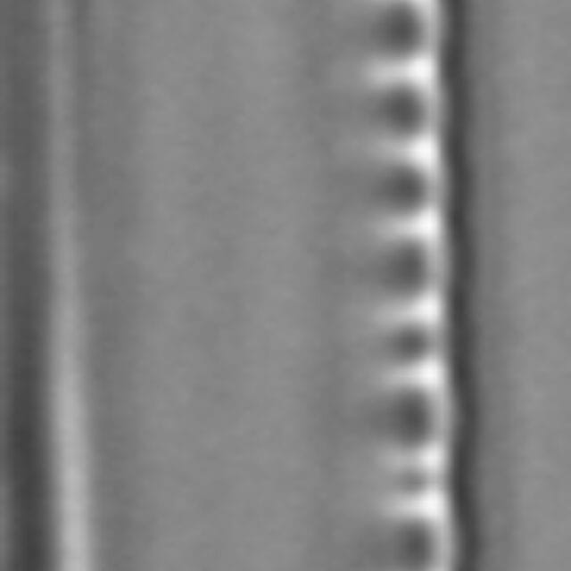 Nitzschia sublinearis LM7