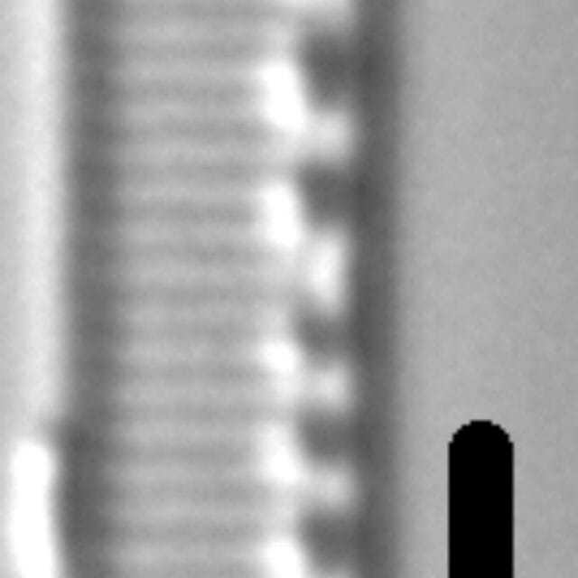 Nitzschia acidoclinata LM7