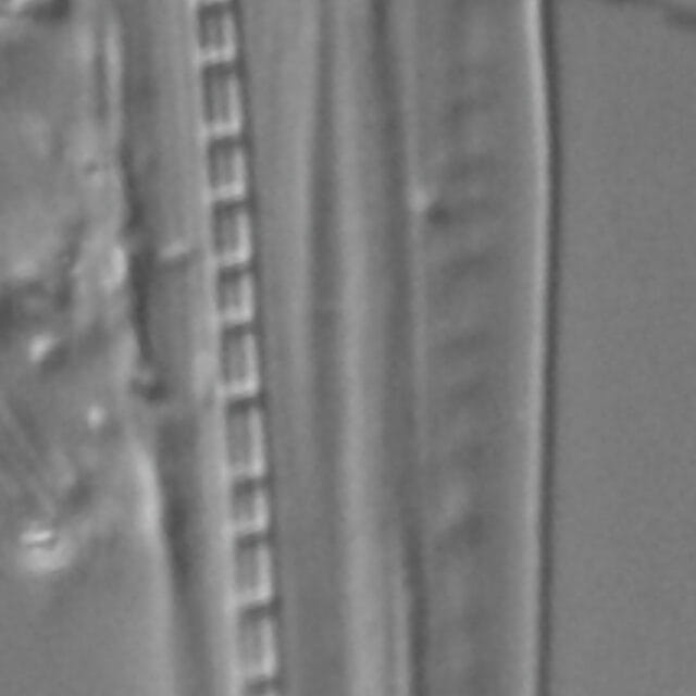 Nitzschia biacrula LM2