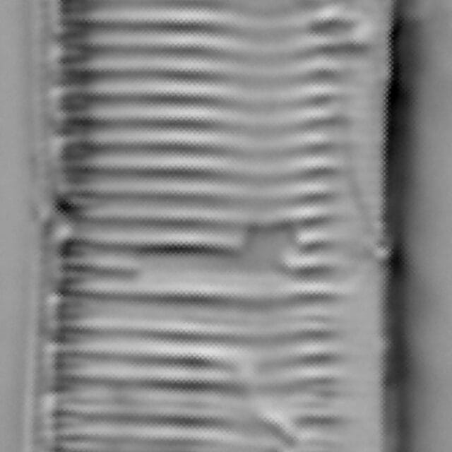 Tryblionella calida LM3