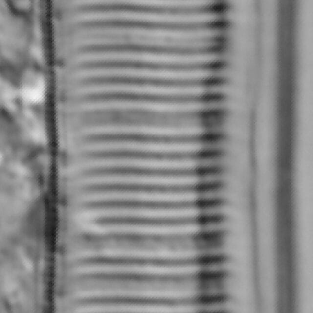 Tryblionella calida LM1