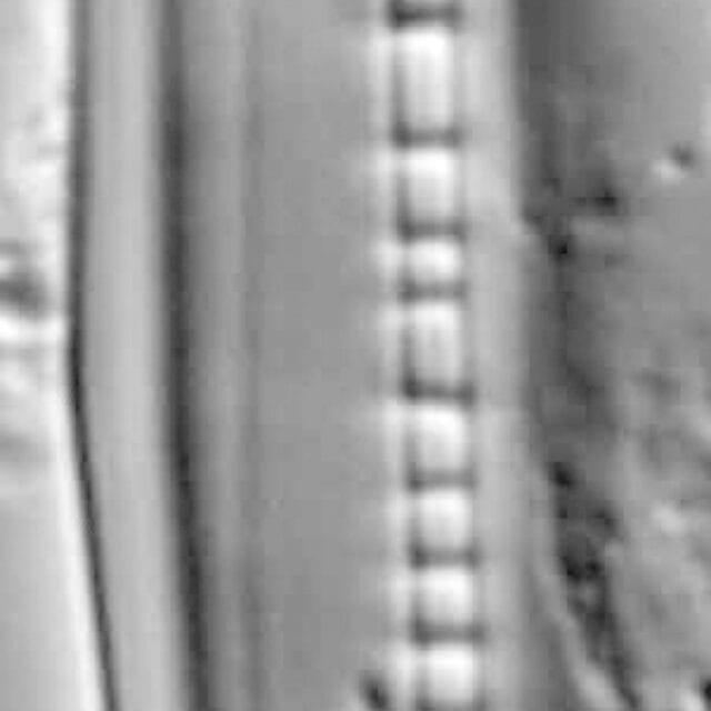 Nitzschia dissipata var media LM3