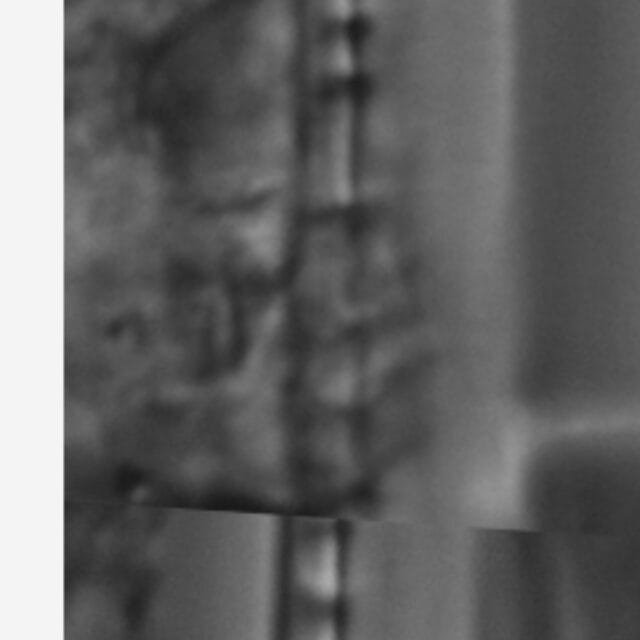 Nitzschia dissipata var undulata LM3