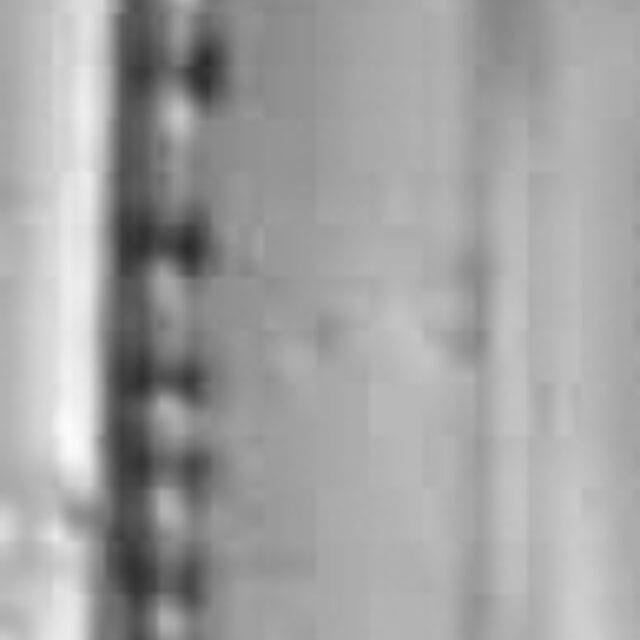 Nitzschia sociabilis LM2