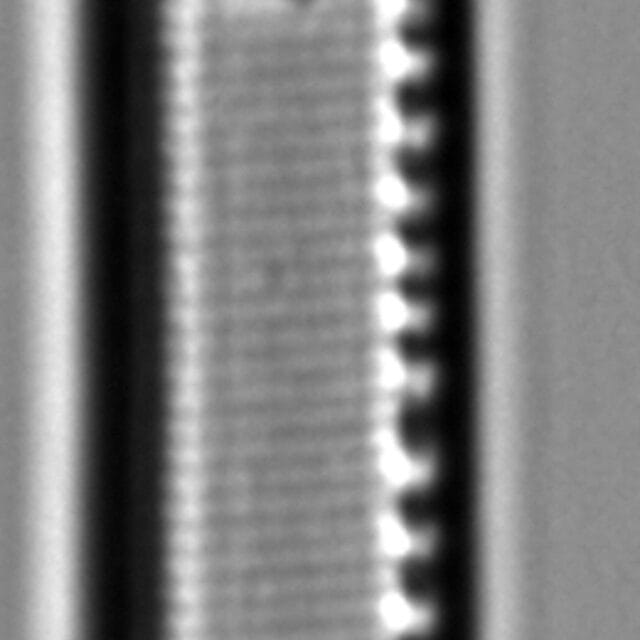 Nitzschia regula var robusta LM5
