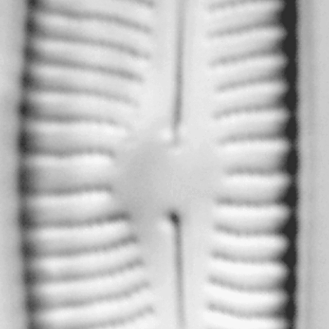 Encyonema norvegicum LM6