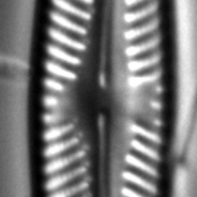 Navicula piercei LM4