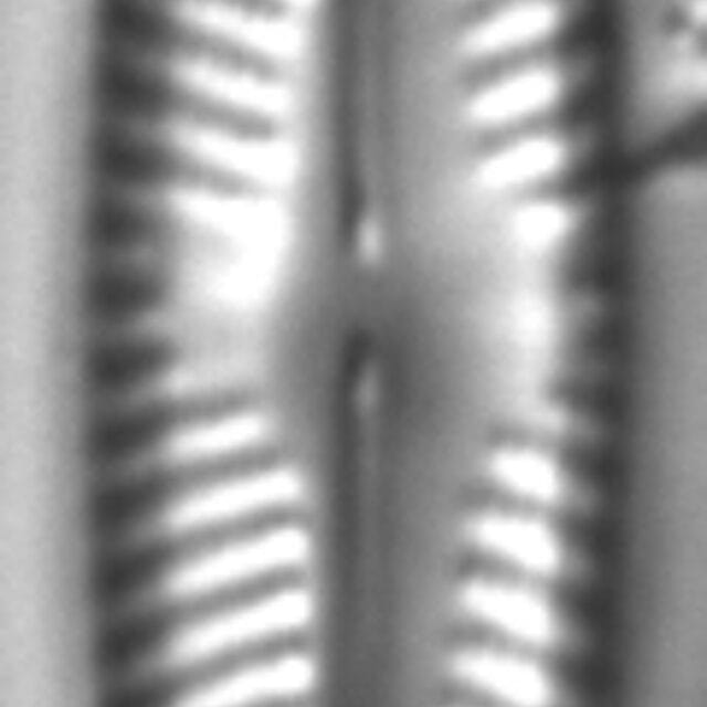 Navicula piercei LM7