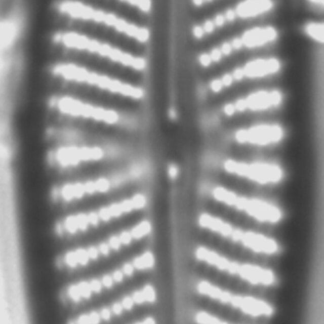 Navicula pseudolanceolata LM1