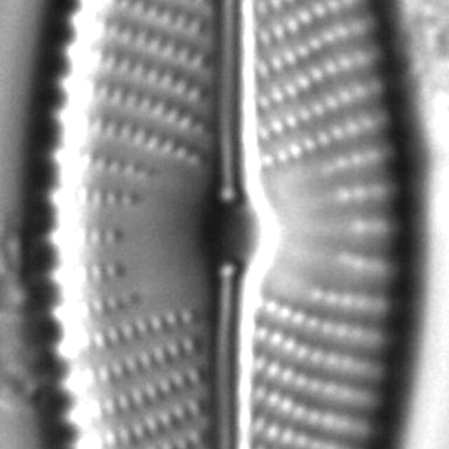 Navicula rhynchotella LM7