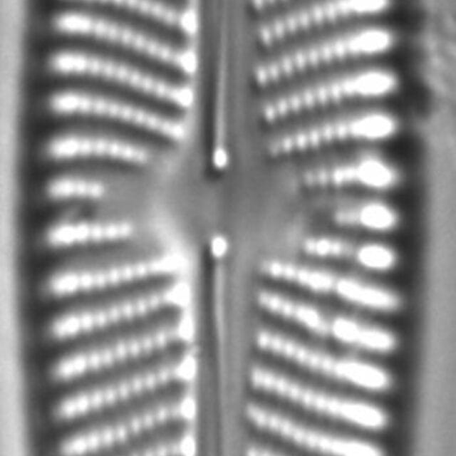 Navicula slesvicensis LM5