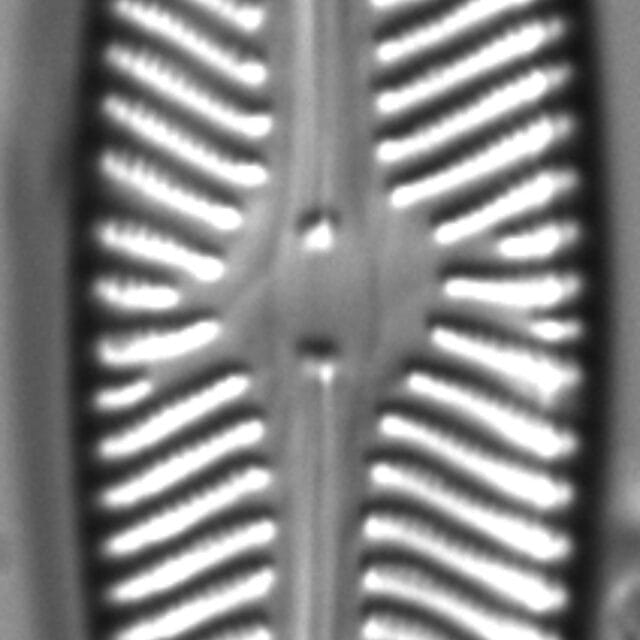 Navicula sovereignii LM4