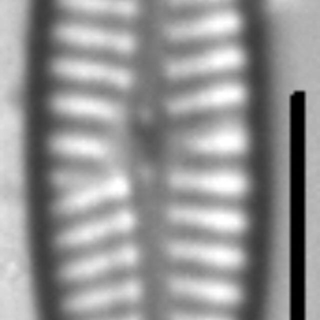 Navicula staffordiae LM1