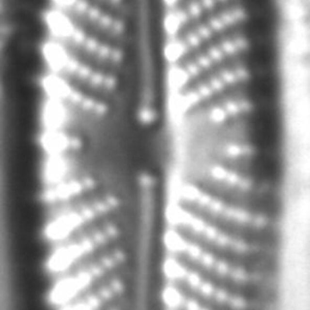 Navicula streckerae LM6