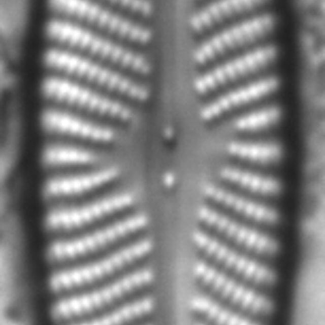 Navicula subconcentrica LM4