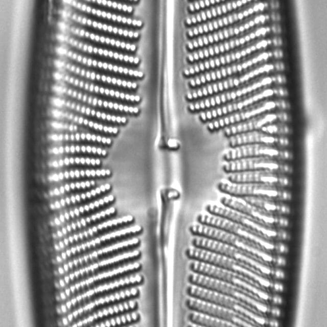 Navicula walkeri LM3